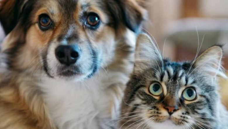 Dónde se brindará el servicio gratuito de castración para mascotas en San Miguel de Tucumán