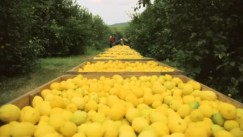 Oportunidad para el limón tucumano: Panamá abrió su mercado a los cítricos