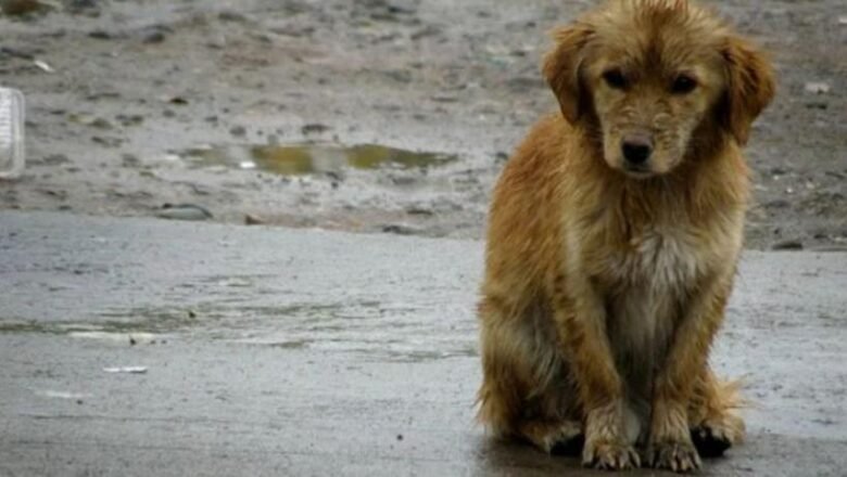 Tafí Viejo se une contra el maltrato y a favor del respeto animal